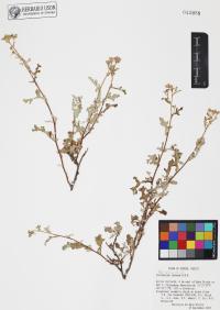 Parthenium incanum image