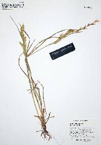 Bromus catharticus image