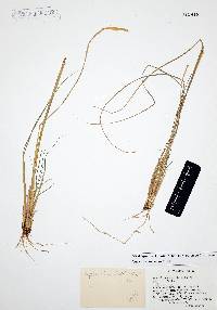 Disakisperma dubium image