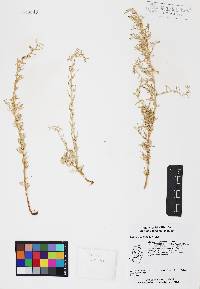 Atriplex linearis image