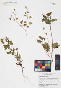 Perityle californica image