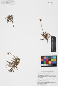 Hofmeisteria crassifolia image