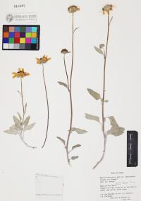 Encelia farinosa image