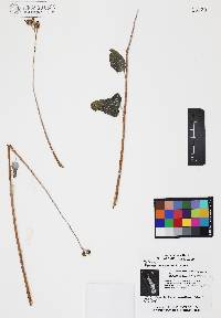 Bahiopsis chenopodina image