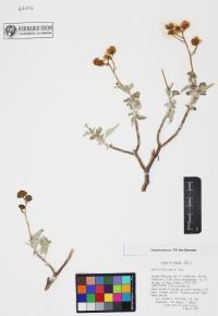 Encelia farinosa image
