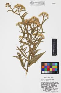 Pluchea salicifolia image