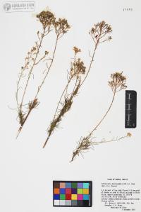 Gutierrezia microcephala image