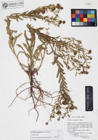 Grindelia squarrosa image