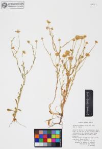 Erigeron divergens image