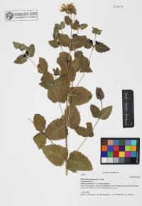 Guardiola platyphylla image