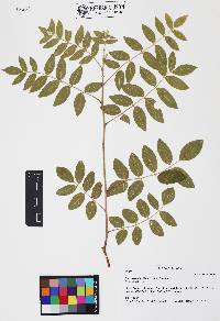 Rhus terebinthifolia image