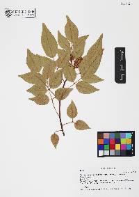 Rhus virens var. choriophylla image