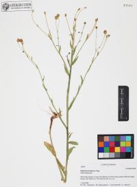 Helenium thurberi image