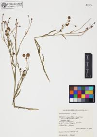 Helenium thurberi image