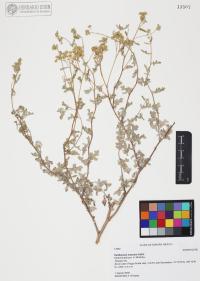 Parthenium incanum image
