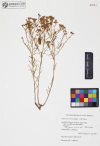 Gutierrezia microcephala image