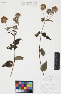 Lagascea decipiens image