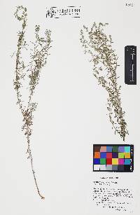 Artemisia pringlei image
