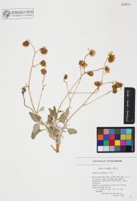 Encelia farinosa image
