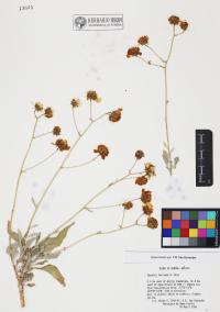 Encelia farinosa image