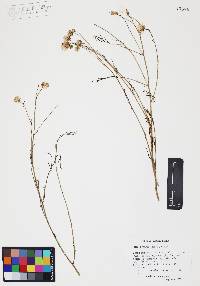 Bebbia juncea image