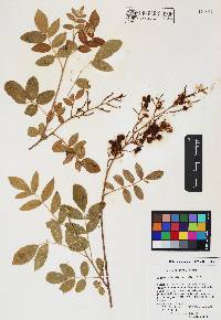 Rhus terebinthifolia image