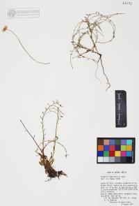 Erigeron flagellaris image