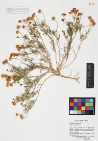 Hymenoxys odorata image
