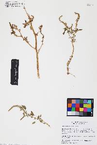 Amaranthus watsonii image