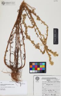 Laennecia sophiifolia image