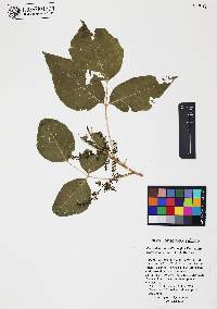 Toxicodendron radicans subsp. divaricatum image