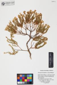 Ericameria laricifolia image