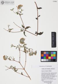 Lagascea decipiens image