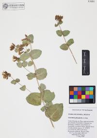 Guardiola platyphylla image