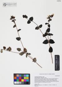 Guardiola platyphylla image
