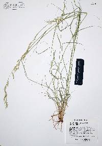 Bouteloua repens image