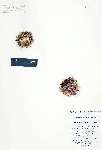 Coryphantha vivipara var. vivipara image