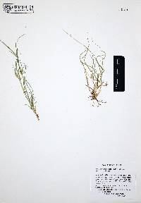 Bouteloua dactyloides image