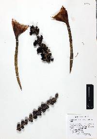 Agave parviflora subsp. flexiflora image