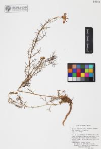 Senecio flaccidus image