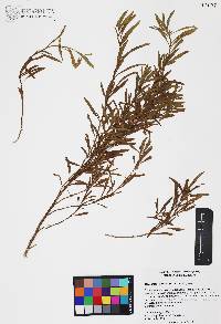 Baccharis salicifolia image