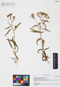 Gymnosperma glutinosum image