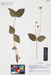 Lasianthaea podocephala image