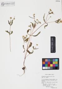 Melampodium appendiculatum image