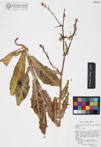 Lactuca graminifolia image