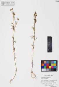 Heterosperma pinnatum image