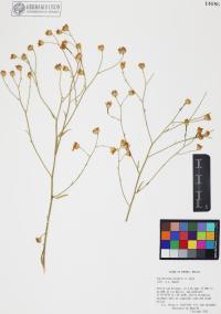 Gutierrezia wrightii image