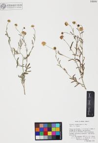 Erigeron neomexicanus image