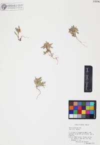 Pectis prostrata image