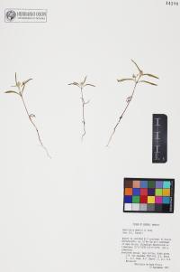 Sanvitalia abertii image